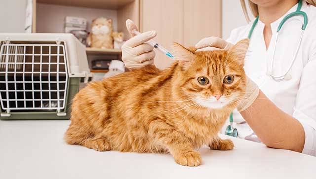 Compassionate End-of-Life Care for Our Beloved Pets