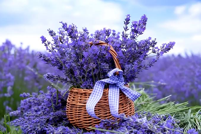 WHY LAVENDER TEA SHOULD BE PART OF YOUR LIFESTYLE?